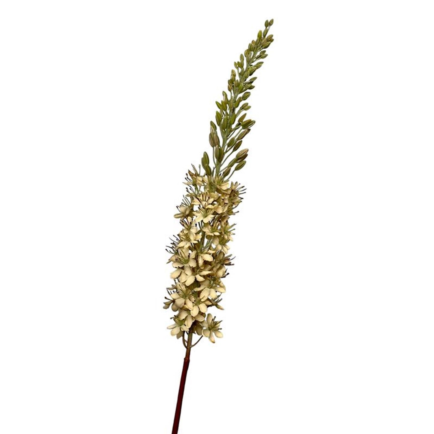 Collezione Roberts fiore artificiale eremurus 106 cm crema