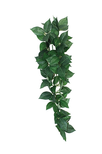 Komodo Sumatra sospesa Vine