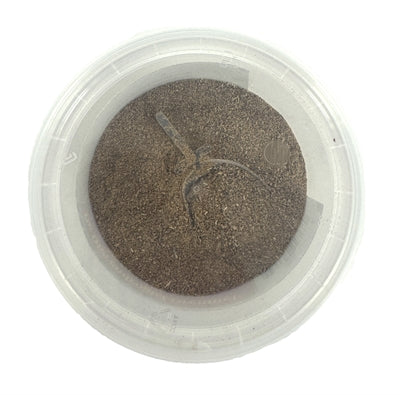 Animal Throgist Green -lip Mussel Extracto veterinario