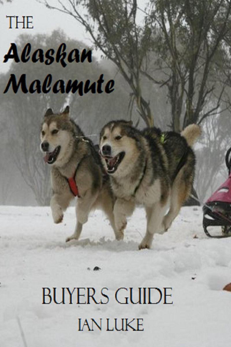 Guida all'acquisto del cane 1 - l'Alaskan Malamute: una guida all'acquisto