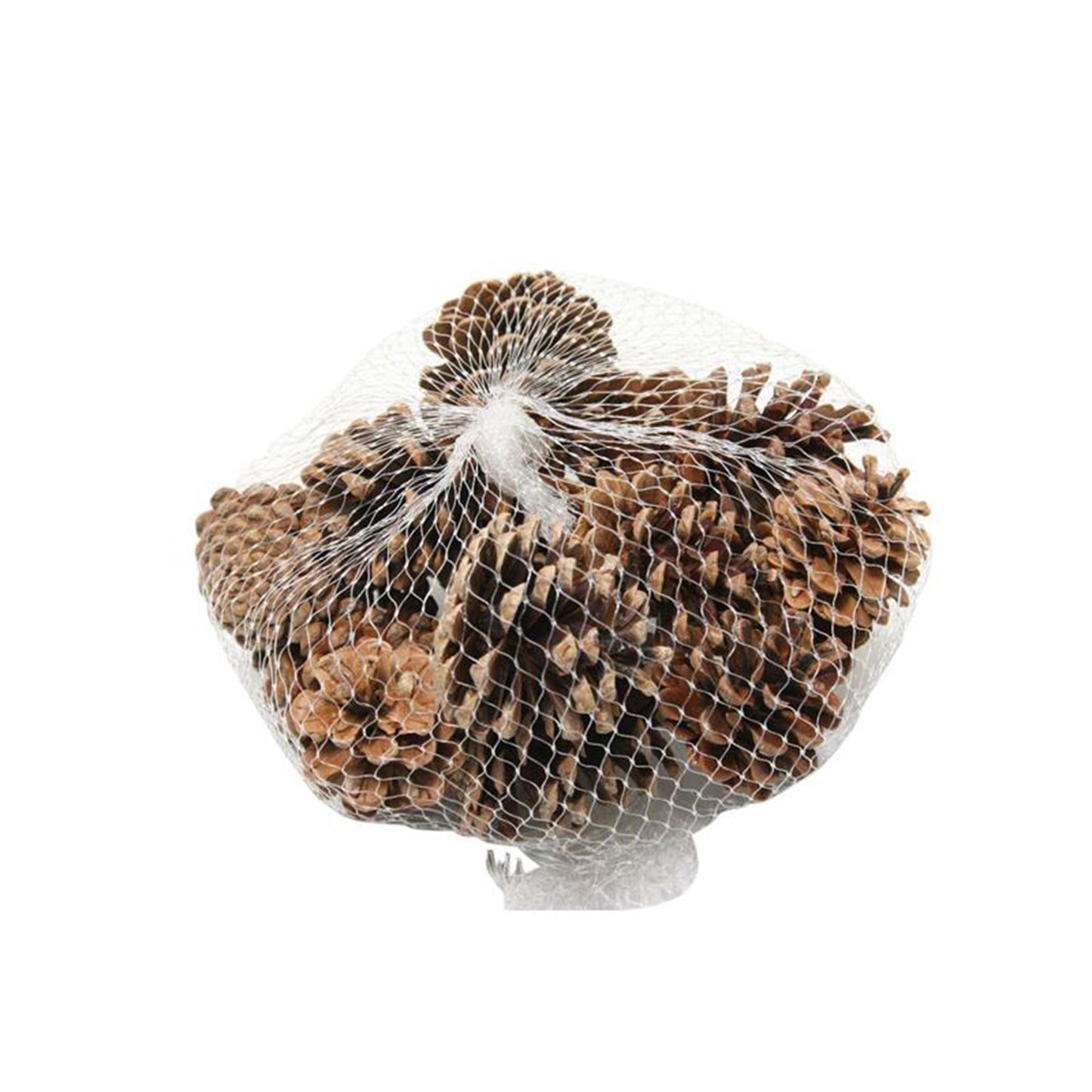 HBx pigne naturali vive busta da 15 pezzi