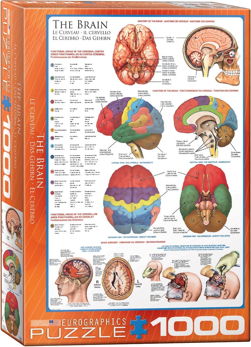 Eurographics - il cervello - 1000 pezzi 48×68 cm (l×a) - puzzle
