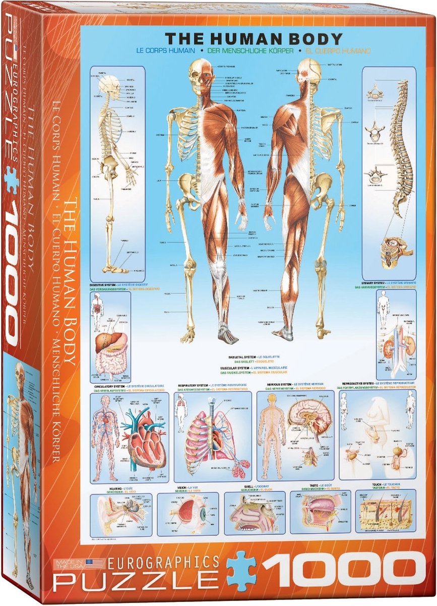 Eurographics - il corpo umano - 1000 pezzi 48×68 cm (l×a) - puzzle
