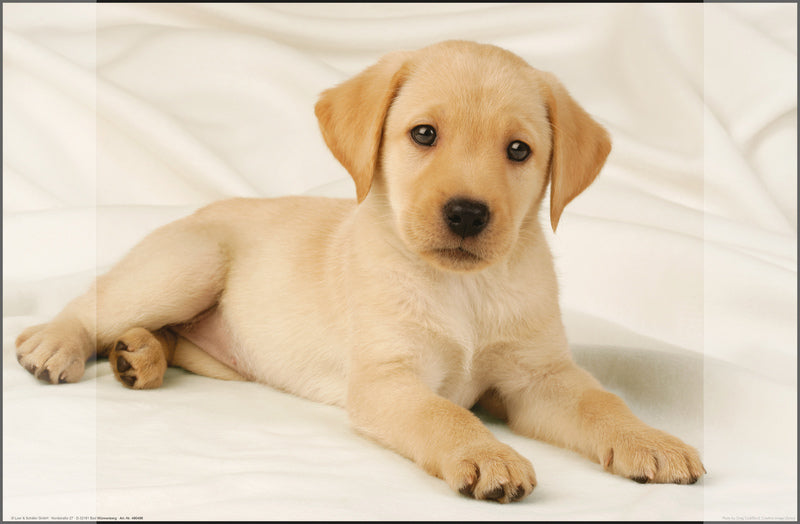 KANGARO KANGARO K-0014D108 scrivania onderlegger pp 38x58cm Dessin Labrador White