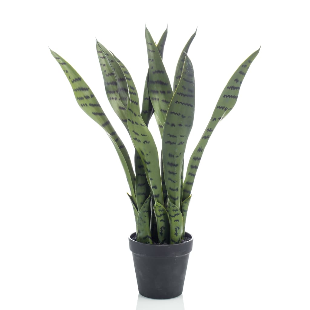 Smeraldo smerald art pianta Sansevieria in pentola 55 cm