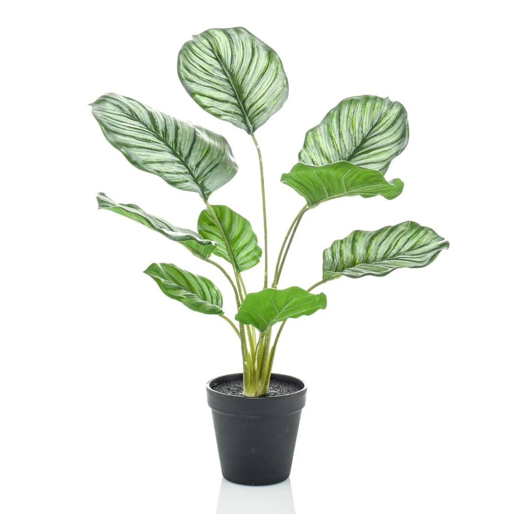 Planta de arte esmeralda esmeralda en maceta calathea orbifolia 45 cm