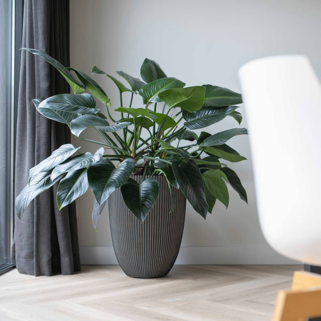 Capi Capi Flowerpot Groove elegante 34x46 cm antracita