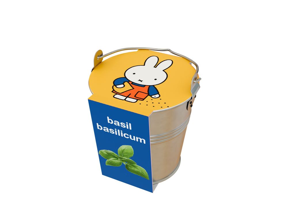 Erbe Basil Miffy in un secchio di zinco