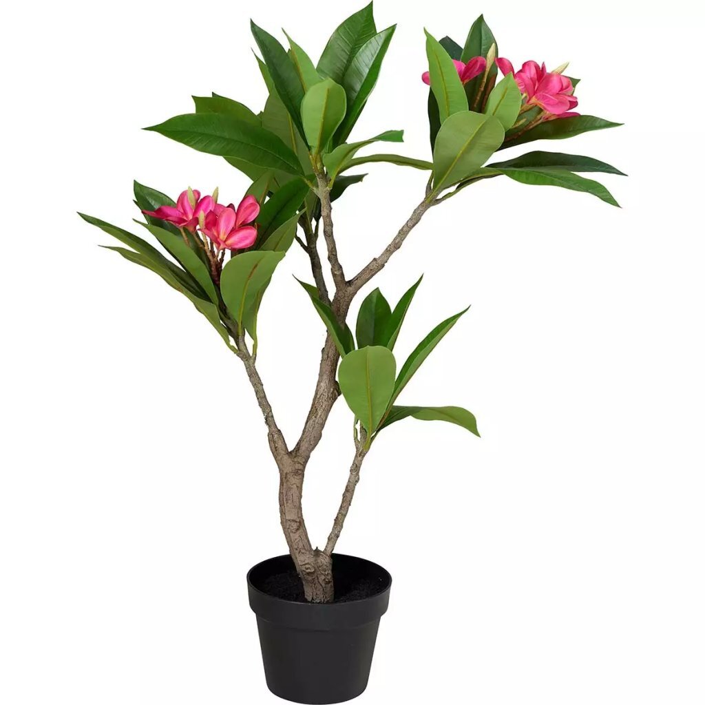 Pianta artificiale plumeria altre marche 50x90 cm rosa verde