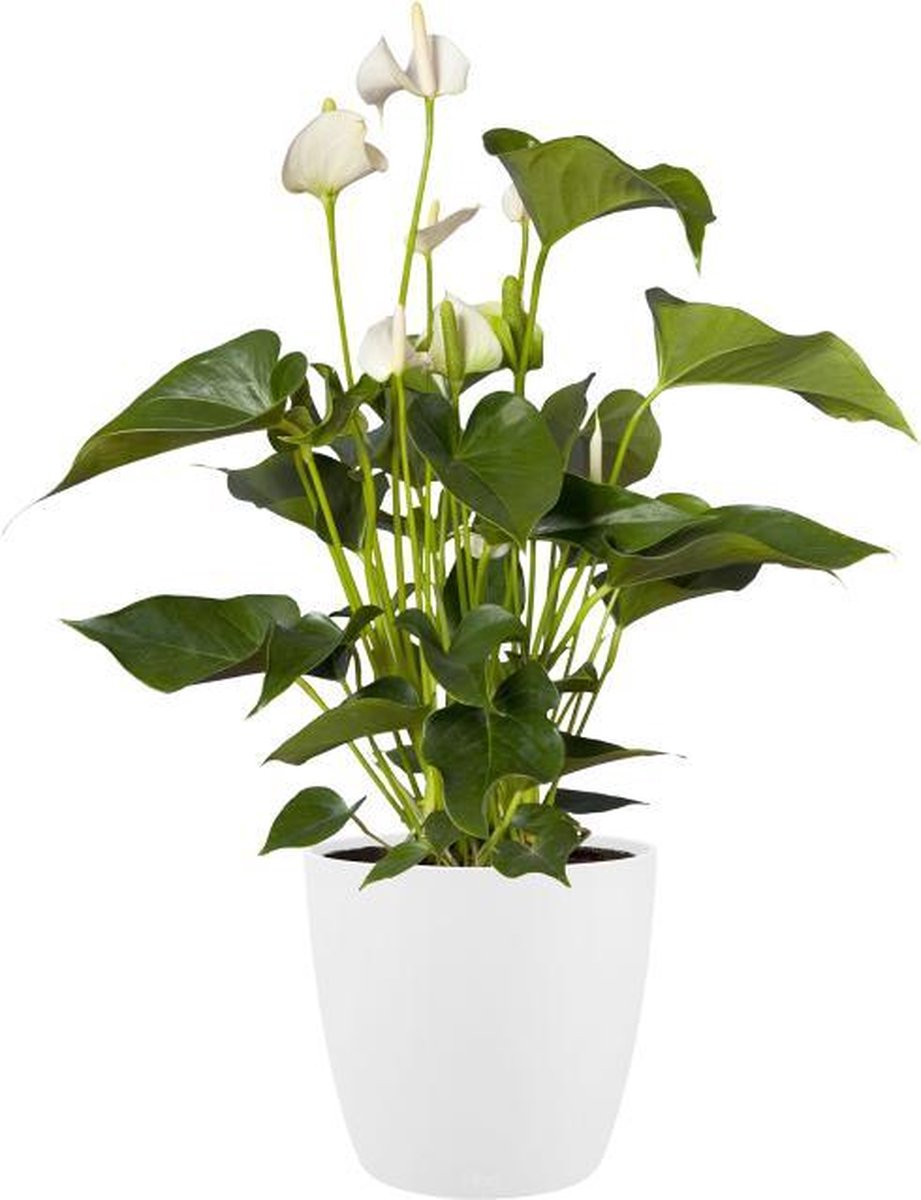 Elho brussels round wheels 47 - macetero grande para interior - 100% plástico reciclado - ø 46,5 x h 43,5 cm - blanco