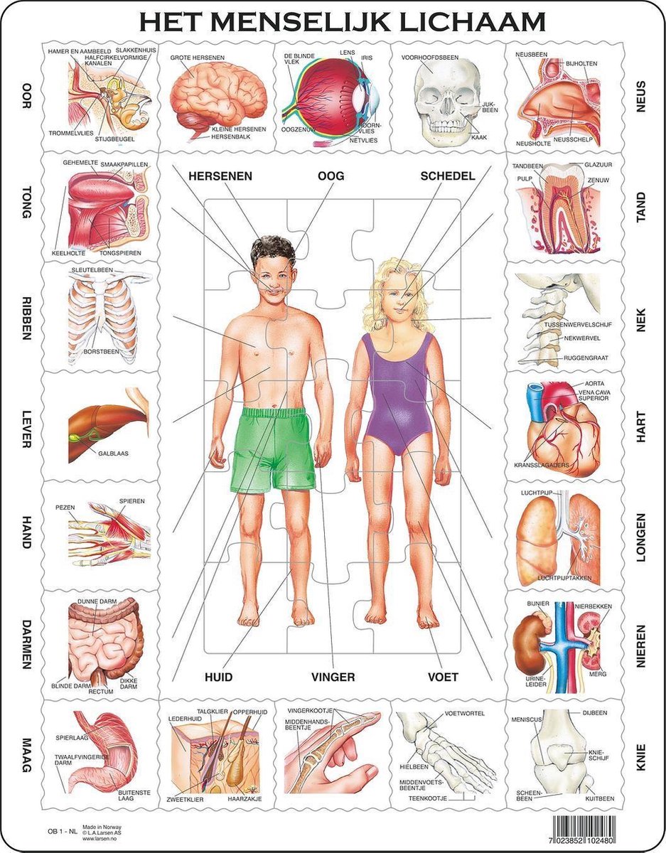 SelectA Larsen il corpo umano, 35 °.