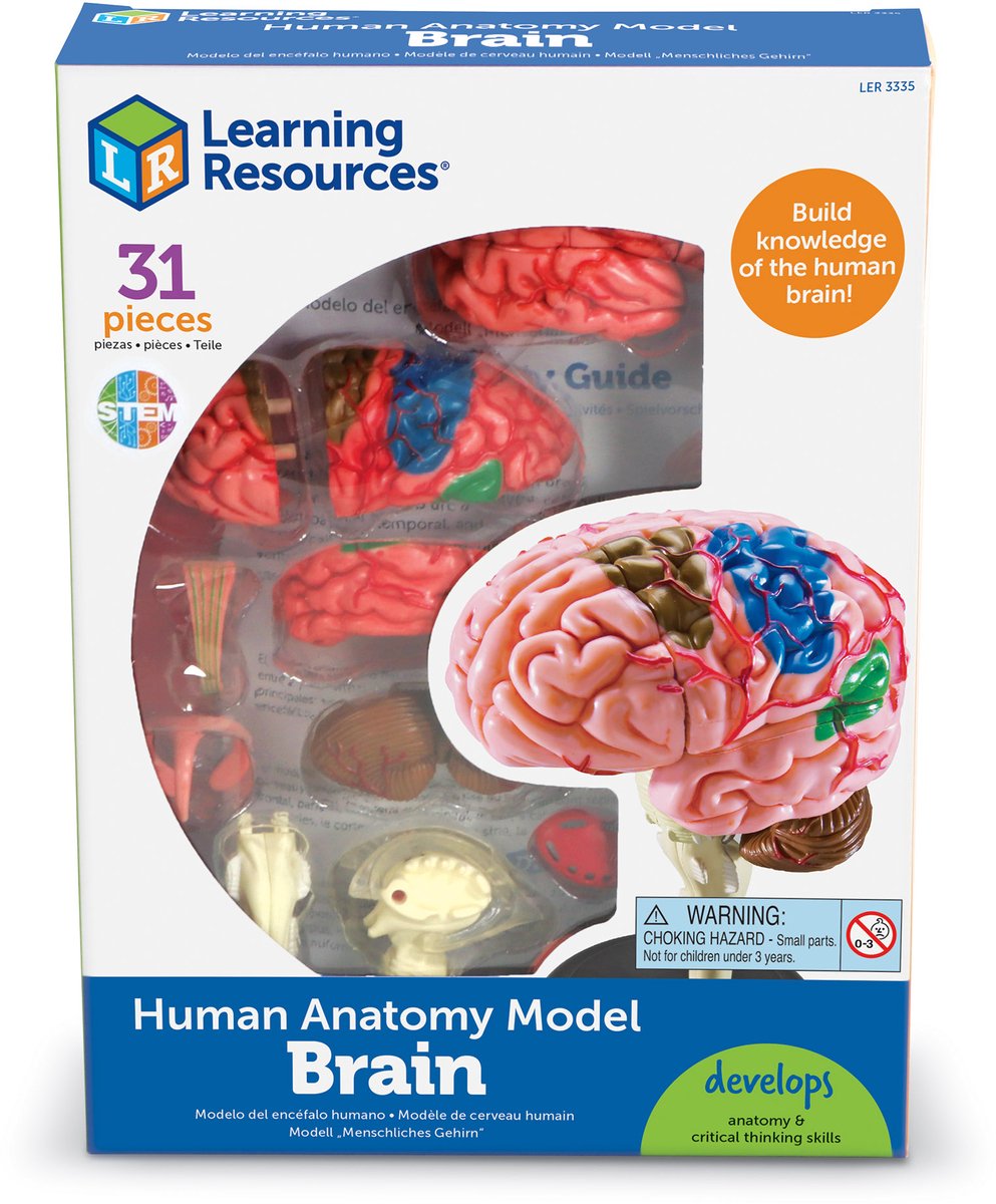 Modello anatomico delle risorse didattiche - cervello - 3+