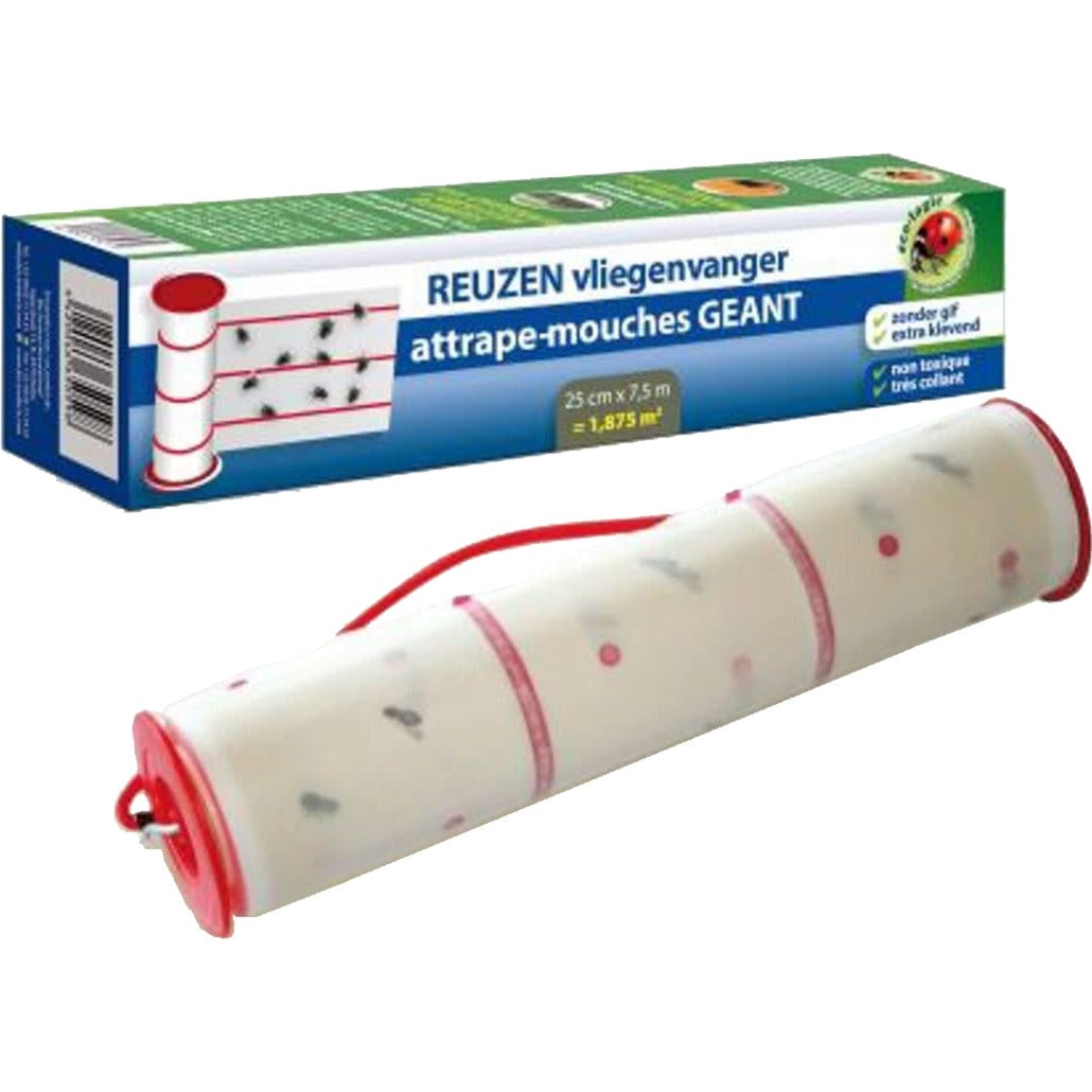 BSI Pigliamosche gigante