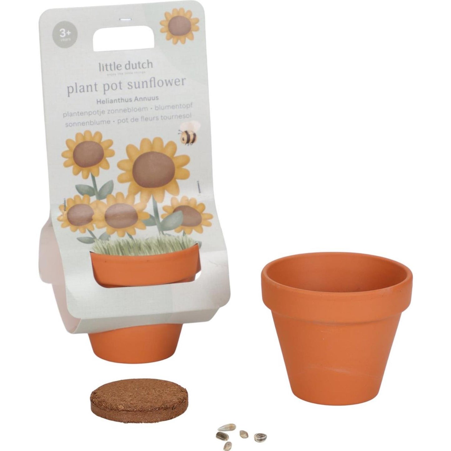Piccolo girasole olandese in vaso