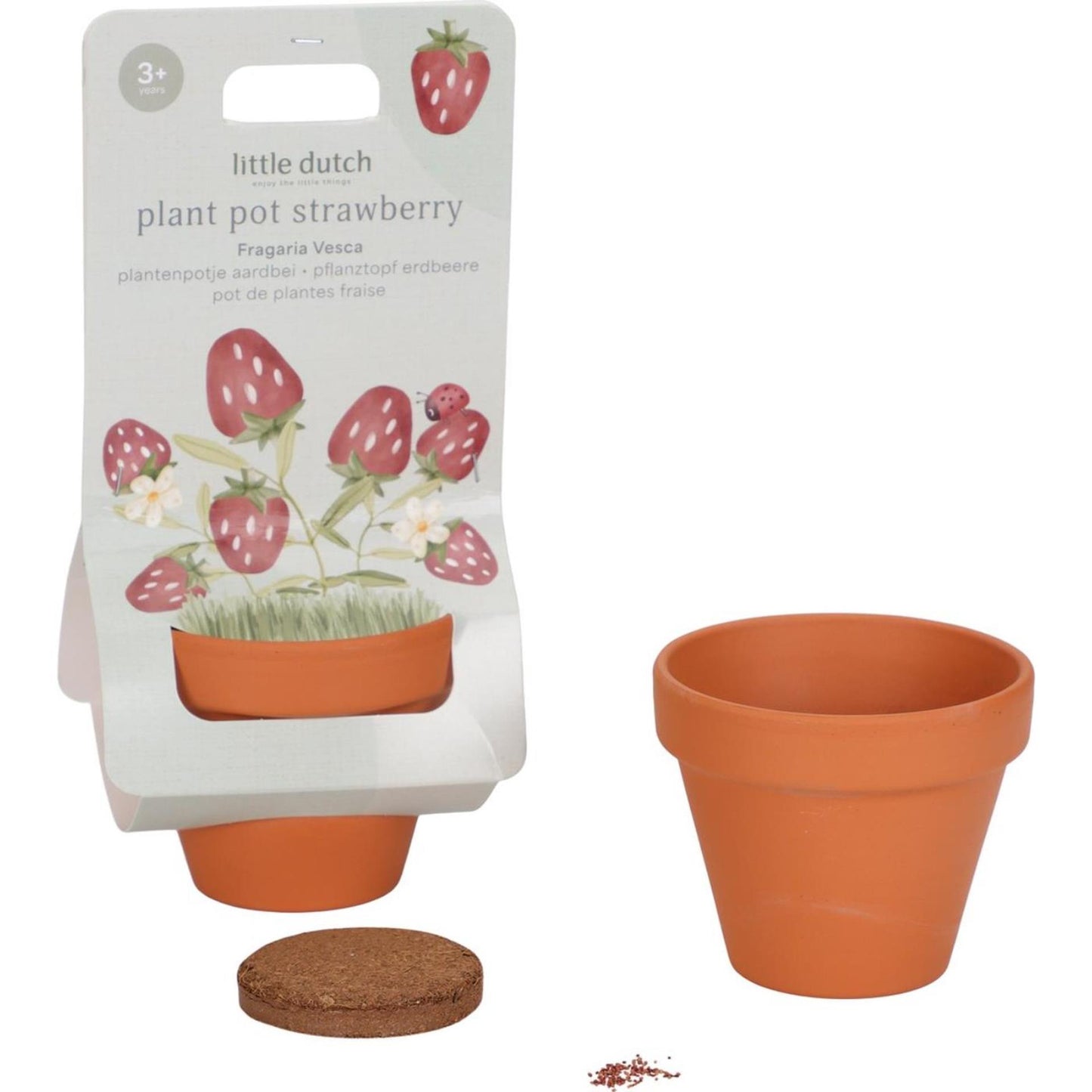 Piccolo vaso per piante di fragole olandese