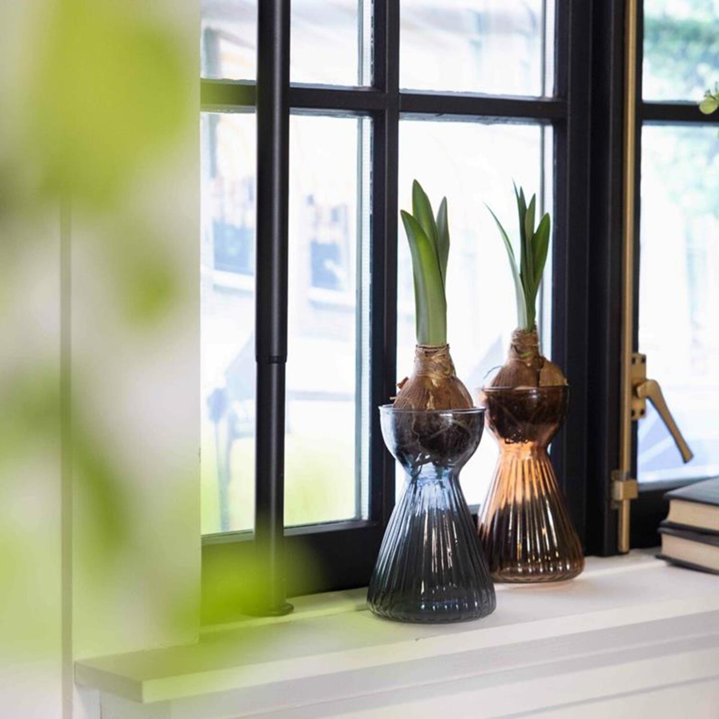 Esschert design Vaso a bulbo Esschert con amaryllis a coste