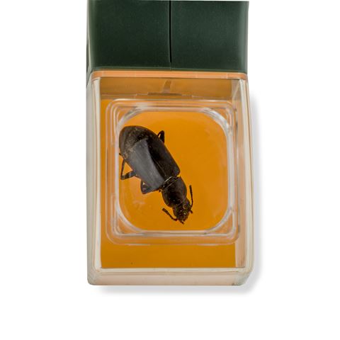 Carson Bugview Glass Glass con un receptor de insectos de una mano