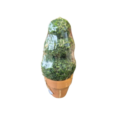 Candela in bosso in vaso 6 x 13 cm | 12 pezzi