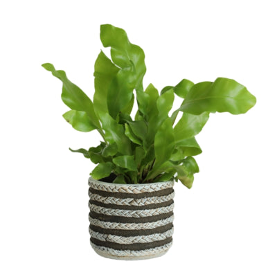Vaso da fiori serie raf grigio 7,5 cm | 24 pezzi