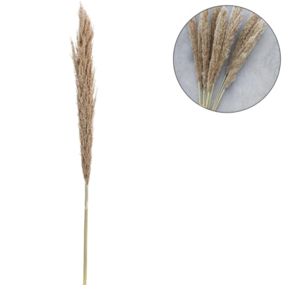 Ramo secco pampa naturale 135 cm | 20 pezzi