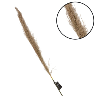 Erba di pampa parlane naturale 120 cm | 18 pezzi