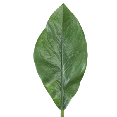 Ptmd rama artificial hojas verde oscuro 70 cm | 12 piezas