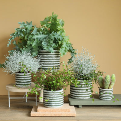 Vaso da fiori serie raf verde 7,5 cm | 24 pezzi