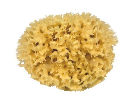 Croll Denecke Nature Sponge para el cuerpo