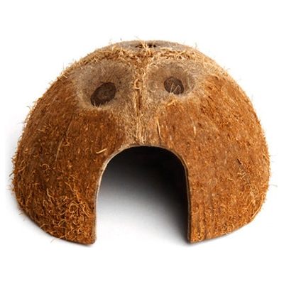 Pino di Komodo