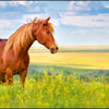 Canguro canguro k-0014d117 sottomano pp 38x58cm cavallo