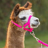 Producten alpaca halster roze