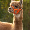 Halter de alpaca naranja