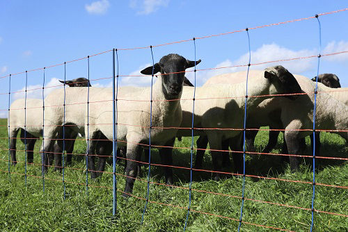 Ako schapennettitan premium 108cmx50m dubbel pen bloranje