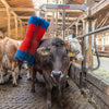 Producten happycow veeborstel freemaxi