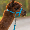 Producten alpaca halster blauw