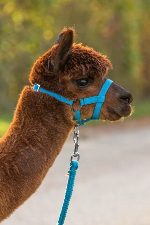 Cavezza in alpaca blu 2