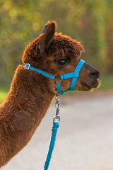 Producten alpaca halster blauw - afbeelding 2