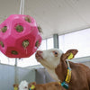 Producten voederspeel bal roze
