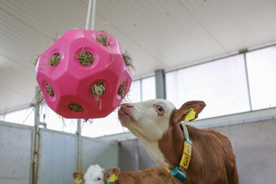 Pelota de juguete de alimentación rosa.