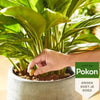 Pokon terras balkon planten voedingskegels 10st