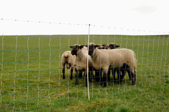 Ako wolfnet ovinet maxi 122cm x 50m dubbele pen