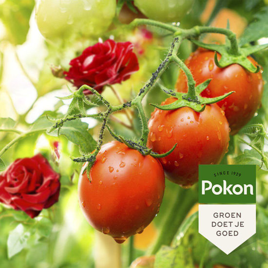 Pokon bio tegen insecten concentraat 225ml polysect gyo