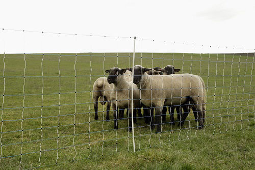 Ako schapennet ovinet maxi 122cm x 50m enkele pen