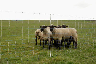 Ako schapennet ovinet maxi 122cm x 50m enkele pen