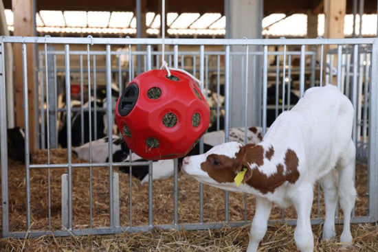 Palla rossa per l'alimentazione