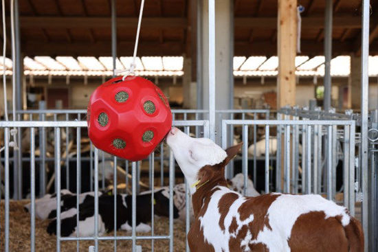 Palla rossa per l'alimentazione