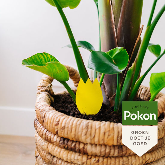 Pokon bio trampas adhesivas contra moscas de tierra para macetas 15 piezas