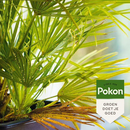 Pokon bio contro gli insetti persistenti concentrato 175ml poli