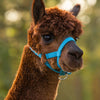 Alpaca halster blauw 2