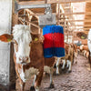 Happycow koeborstel midiswing